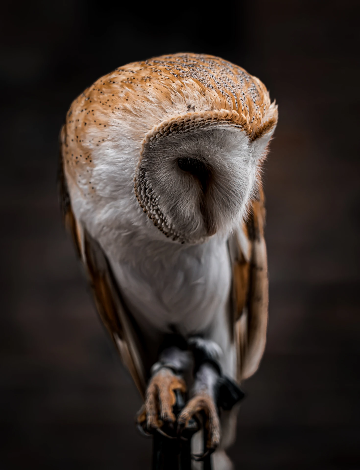 Zdjęcie-sowy-zrobione-przez-Vanta-Photo-z-Wrocławia